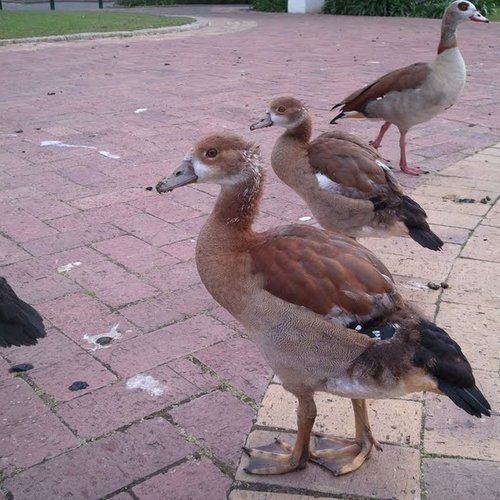 Egyptian Geese